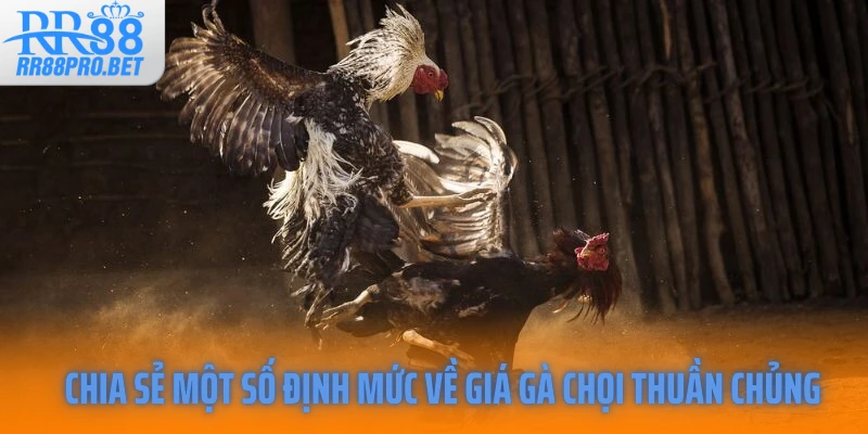 Chia sẻ một số định mức về giá gà chọi thuần chủng